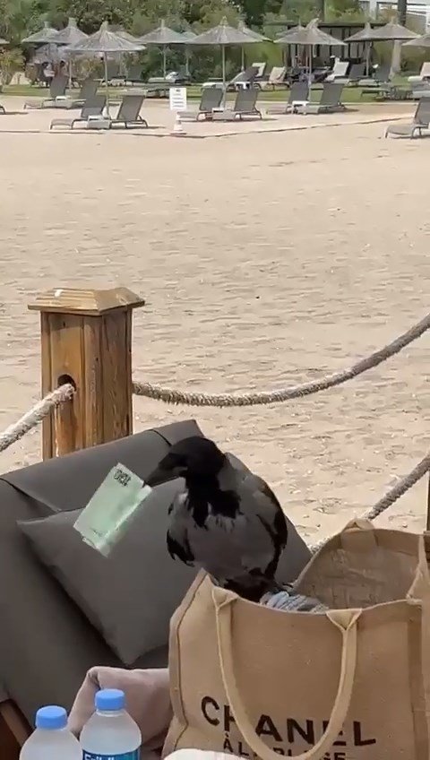 Karganın çantadan euroyu kapması kamerada