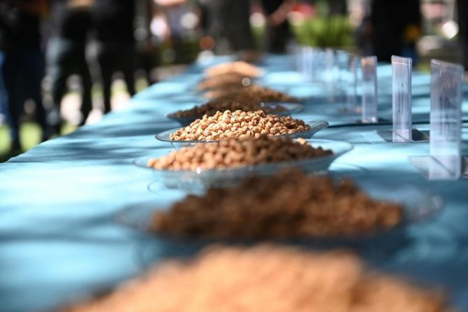 Türkiye’nin en meşhur leblebileri Çorum'da yarıştı