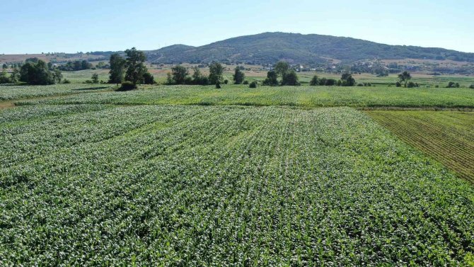 Yağışlar bol olunca mısır ekimleri bu yıl yüzde 25 arttı