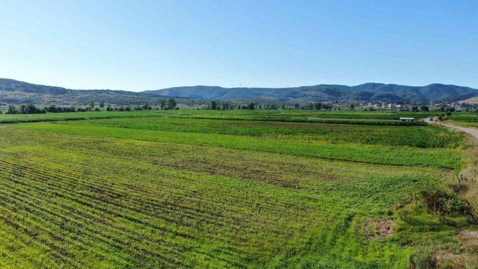 Yağışlar bol olunca mısır ekimleri bu yıl yüzde 25 arttı