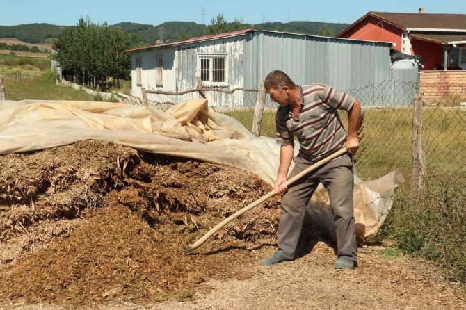 Yağışlar bol olunca mısır ekimleri bu yıl yüzde 25 arttı