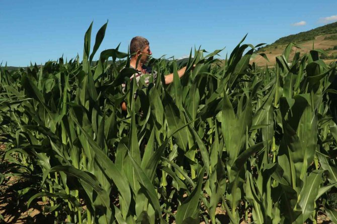 Yağışlar bol olunca mısır ekimleri bu yıl yüzde 25 arttı