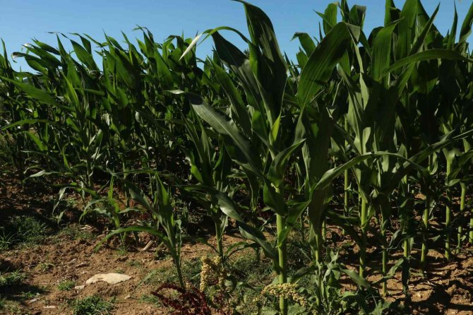 Yağışlar bol olunca mısır ekimleri bu yıl yüzde 25 arttı