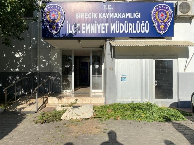 83 kök kenevir ve 5,5 kilo esrar ele geçirildi