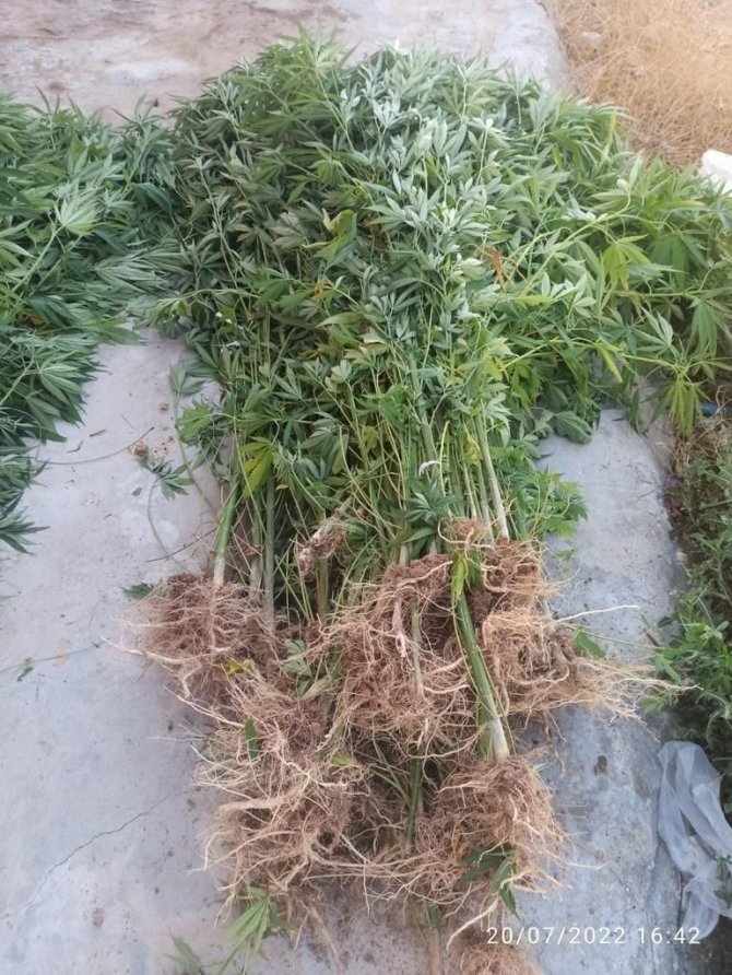 83 kök kenevir ve 5,5 kilo esrar ele geçirildi