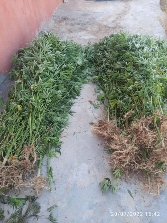 83 kök kenevir ve 5,5 kilo esrar ele geçirildi