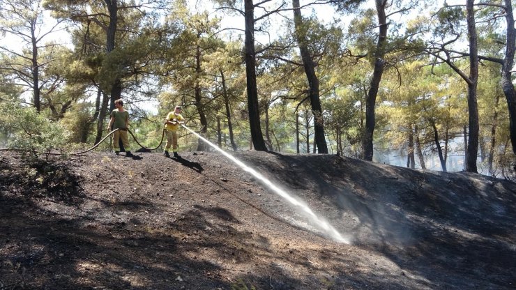Alev alan otomobilin girdiği orman da yandı