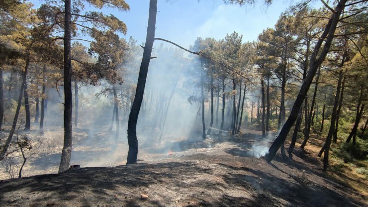Alev alan otomobilin girdiği orman da yandı