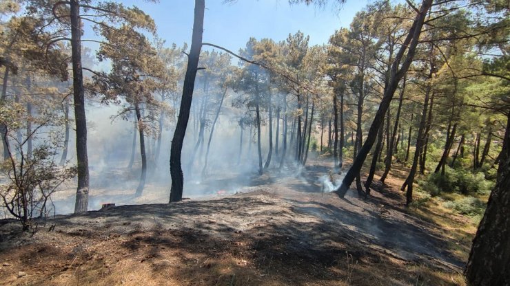 Alev alan otomobilin girdiği orman da yandı