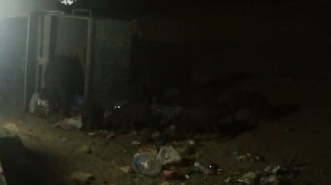 Aydın’da domuzlar tatil sitesini bastı