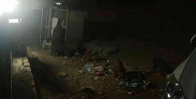 Aydın’da domuzlar tatil sitesini bastı