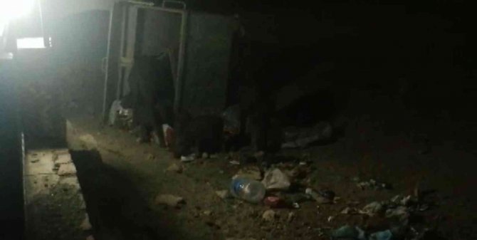 Aydın’da domuzlar tatil sitesini bastı