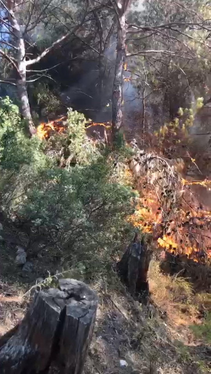 Muğla'da orman yangını