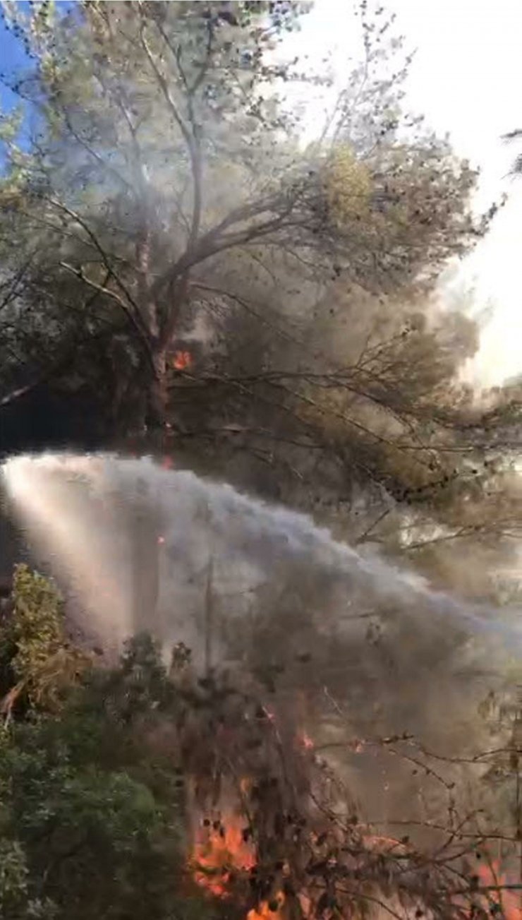 Muğla'da orman yangını