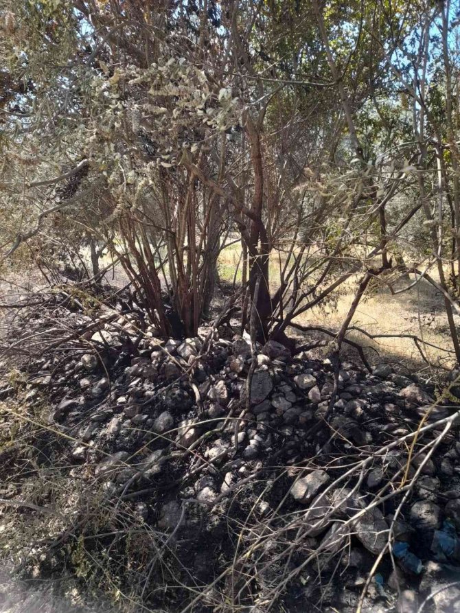 Nazilli’deki arazi yangını söndürüldü
