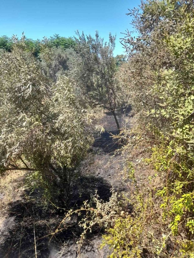 Nazilli’deki arazi yangını söndürüldü