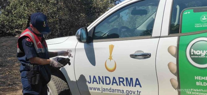 Yangından kaçamayan kaplumbağalar böyle kurtarıldı