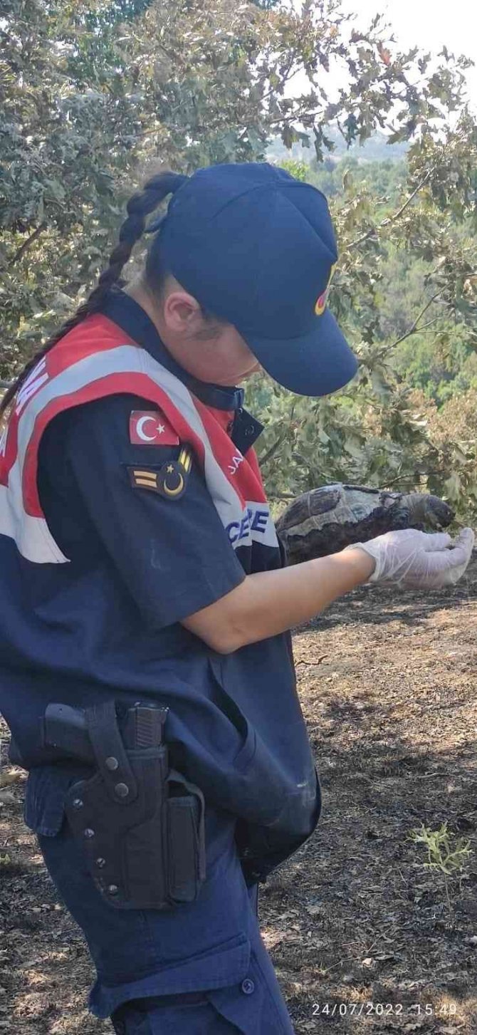Yangından kaçamayan kaplumbağalar böyle kurtarıldı