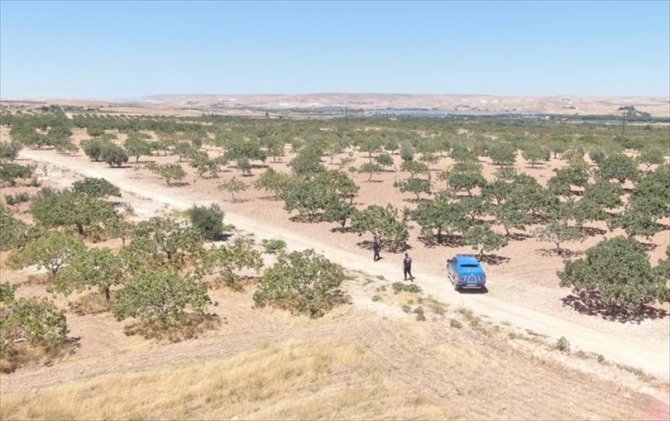 Gaziantep'te hasat dönemi yaklaşan Antep fıstığı için koruma tedbirleri arttırıldı