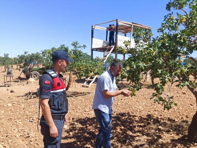Gaziantep'te hasat dönemi yaklaşan Antep fıstığı için koruma tedbirleri arttırıldı