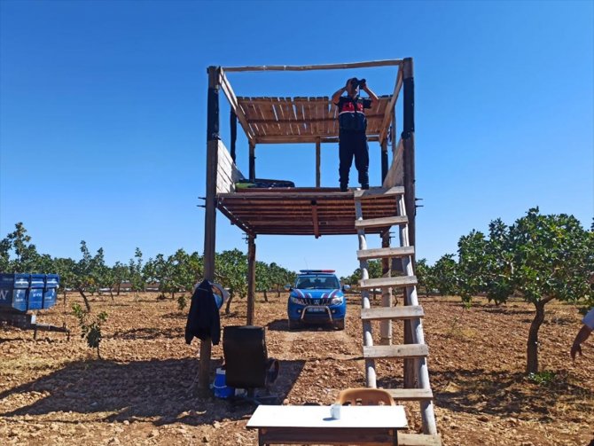 Gaziantep'te hasat dönemi yaklaşan Antep fıstığı için koruma tedbirleri arttırıldı