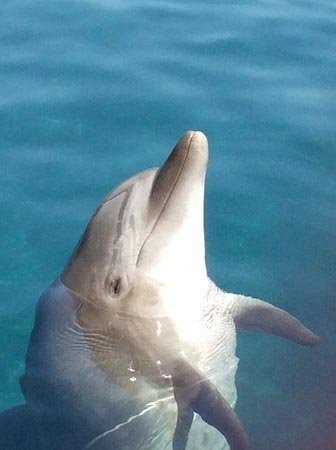 Gösteri merkezinde yunus ölümüne tepki