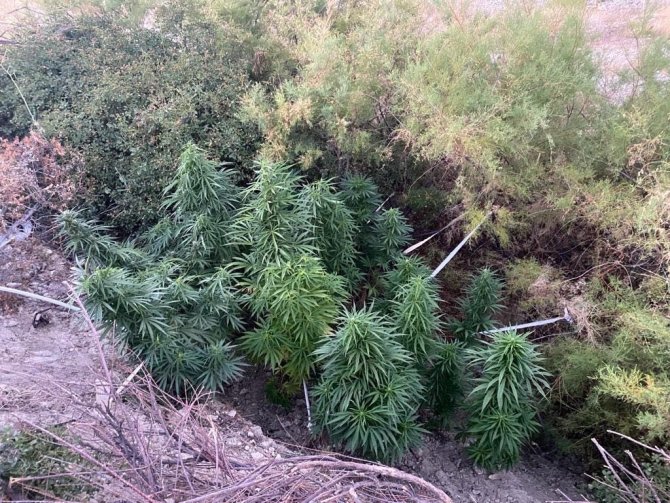 Kenevir tarlasını sularken suçüstü yakalandı