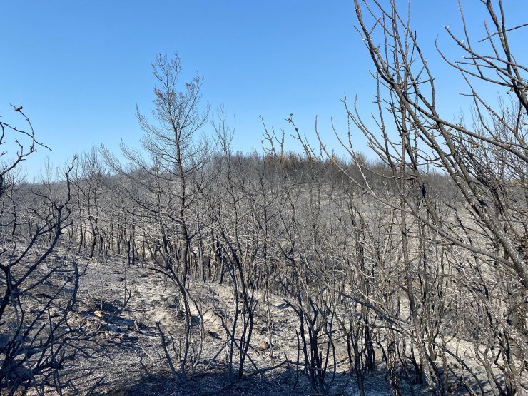 Manisa'daki orman yangını 13,5 saat sonra kontrol altında