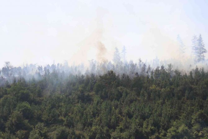Sakarya’da ormanlık alanda çıkan yangın kısmen kontrol altına alındı