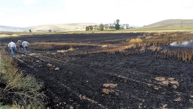 Tokat’ta, 30 dönüm buğday tarlası kül oldu