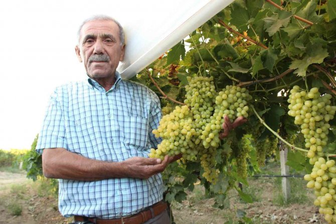 Üretici üzüm fiyatlarının erken açıklanmasını istiyor