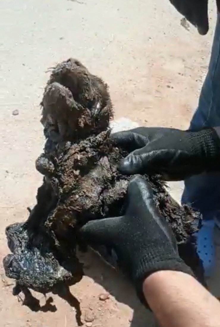 Zifte yapışan köpek ile 3 yavrusu kurtarıldı, 3 yavrusu ise öldü