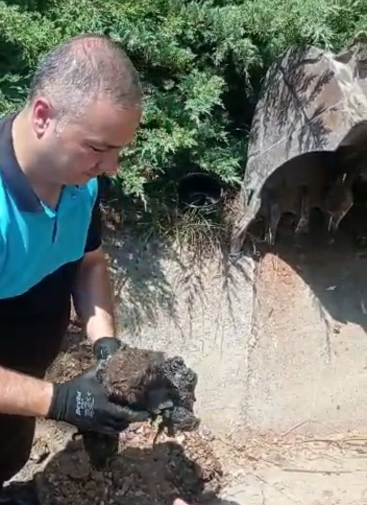 Zifte yapışan köpek ile 3 yavrusu kurtarıldı, 3 yavrusu ise öldü