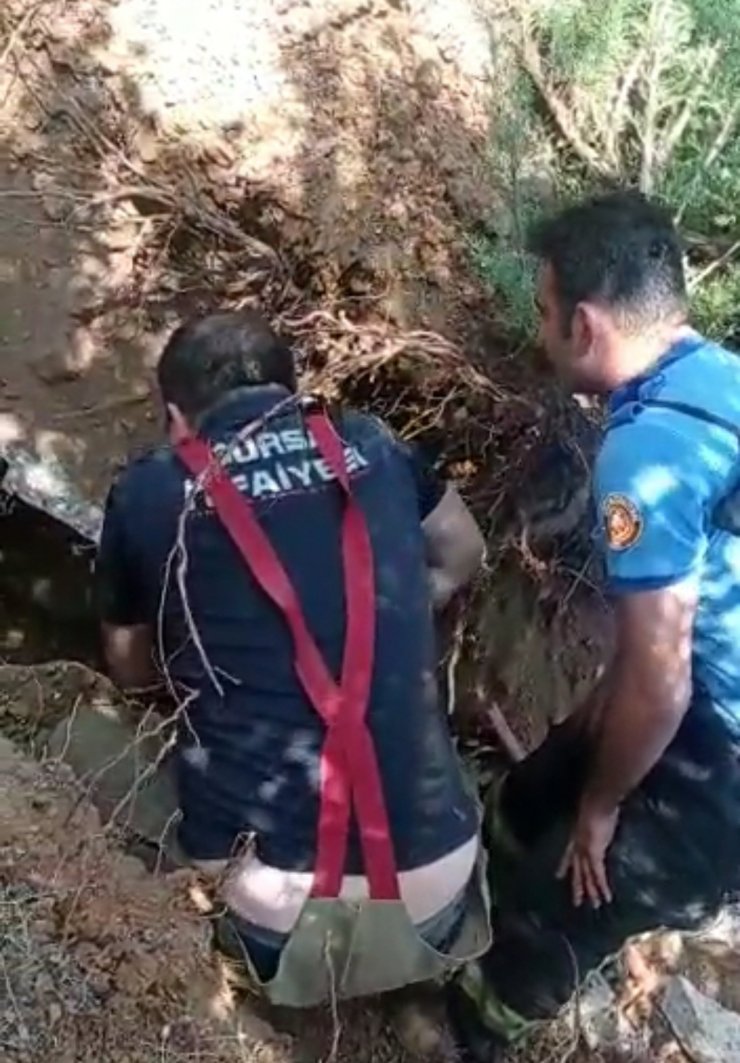 Zifte yapışan köpek ile 3 yavrusu kurtarıldı, 3 yavrusu ise öldü