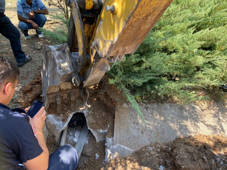 Zifte yapışan köpek ile 3 yavrusu kurtarıldı, 3 yavrusu ise öldü