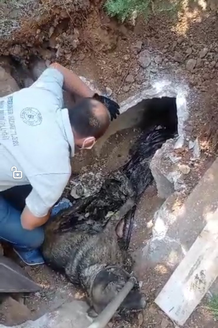 Zifte yapışan köpek ile 3 yavrusu kurtarıldı, 3 yavrusu ise öldü