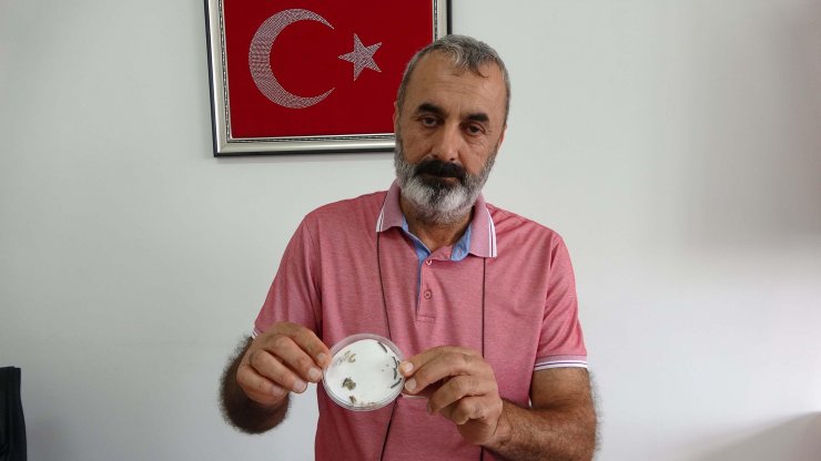 Çanakkale'de çayır tırtılı için 2 haftalık teyakkuz