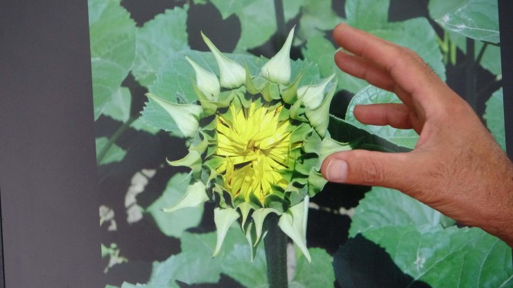 Çanakkale'de çayır tırtılı için 2 haftalık teyakkuz