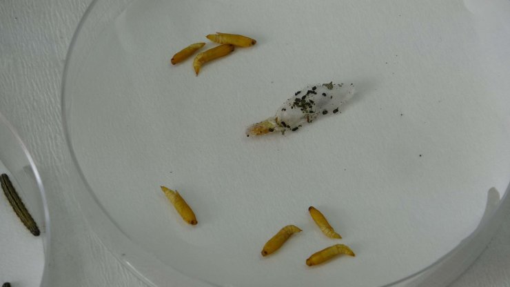 Çanakkale'de çayır tırtılı için 2 haftalık teyakkuz