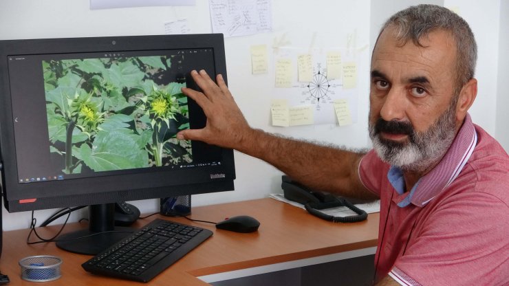 Çanakkale'de çayır tırtılı için 2 haftalık teyakkuz