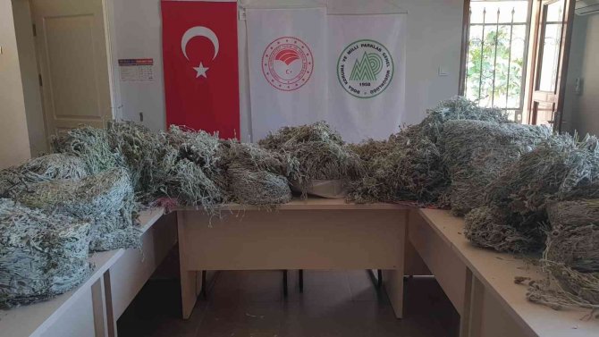 Kazdağları’nda endemik bitkiyi koparanlara 657 bin 558 TL ceza kesildi