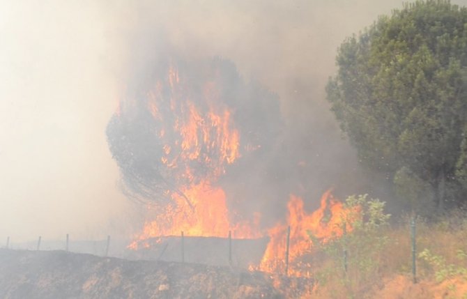 Ormanlık alan ve anız alev alev yandı