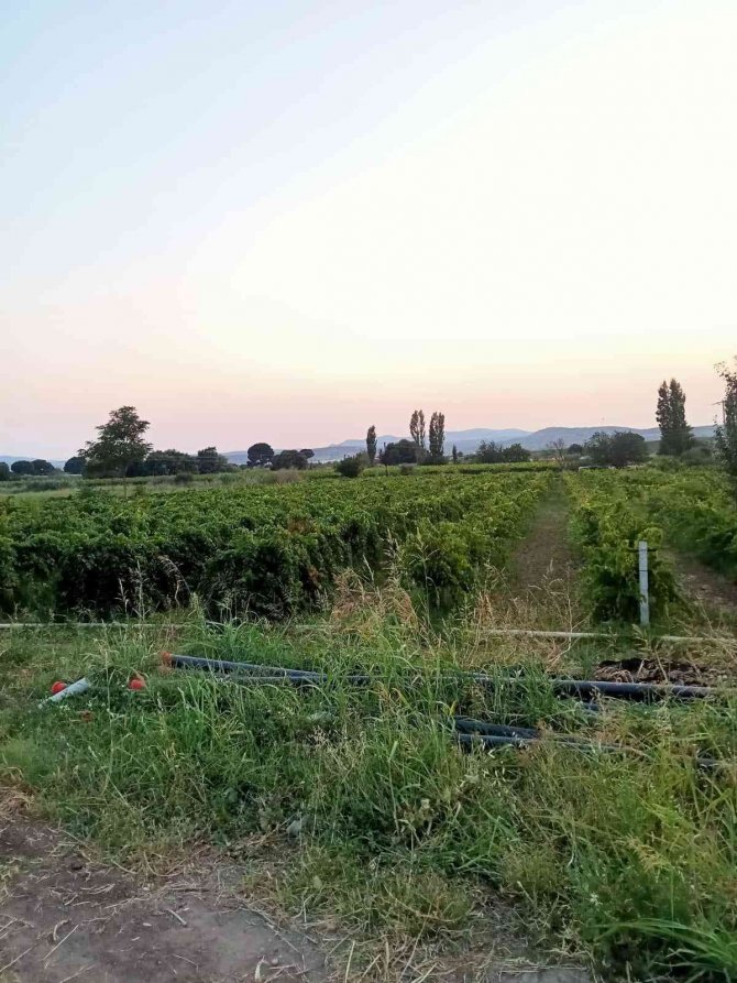 Üzüm bağında yetiştirilen 446 kök kenevir ele geçirildi