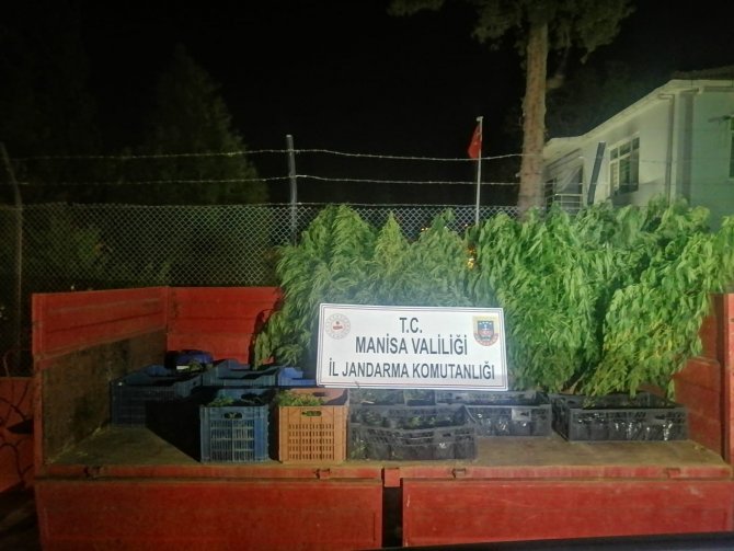 Üzüm bağında yetiştirilen 446 kök kenevir ele geçirildi