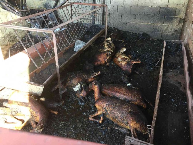 Yanan ahırda inek ve koyunlar telef oldu