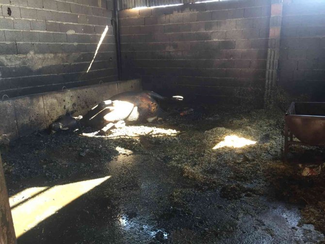 Yanan ahırda inek ve koyunlar telef oldu