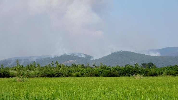 Yunanistan'daki orman yangını, Türkiye'den endişe ile izleniyor
