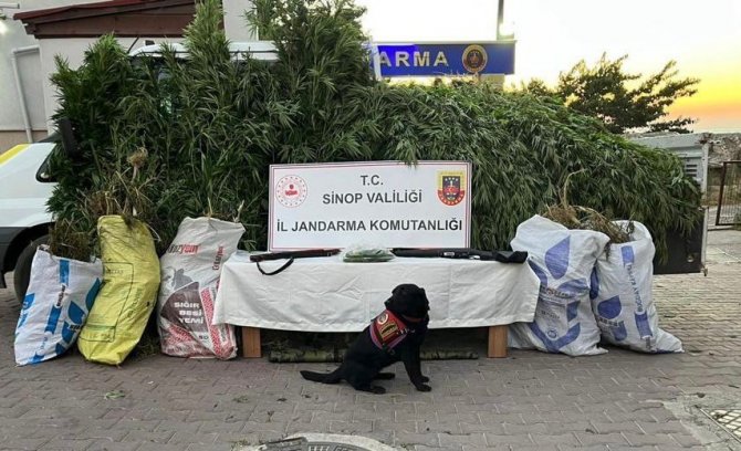 19 kilo esrar ile bin 773 kök kenevir ele geçirildi