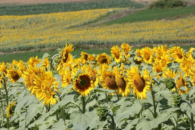 Ayçiçeği tarlaları hasat için gün sayıyor