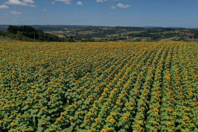 Ayçiçeği tarlaları hasat için gün sayıyor
